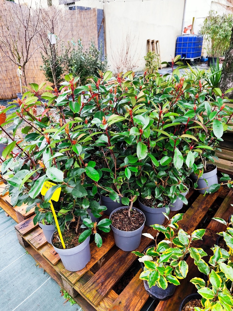 PHOTINIA Fraseri Red robin 3L 50/60