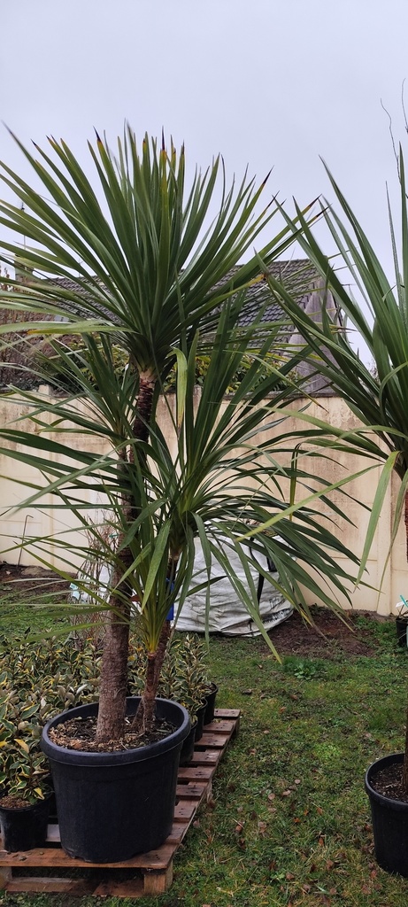 Cordyline australis multi troncs 55L 