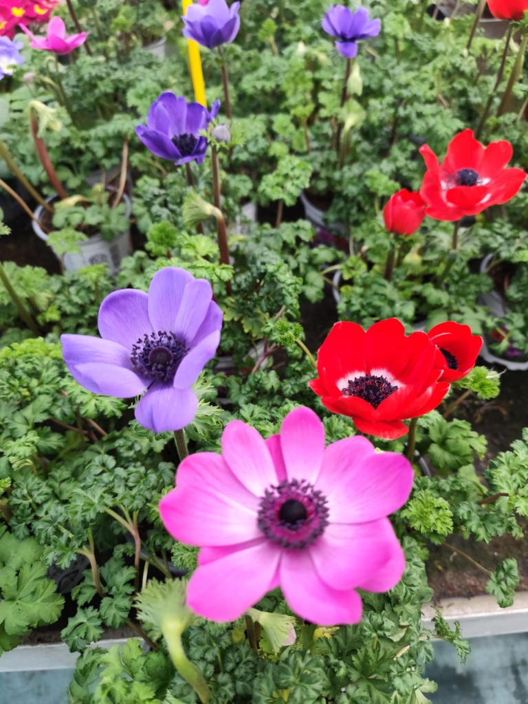 Lot x3 ANEMONE coronaria 