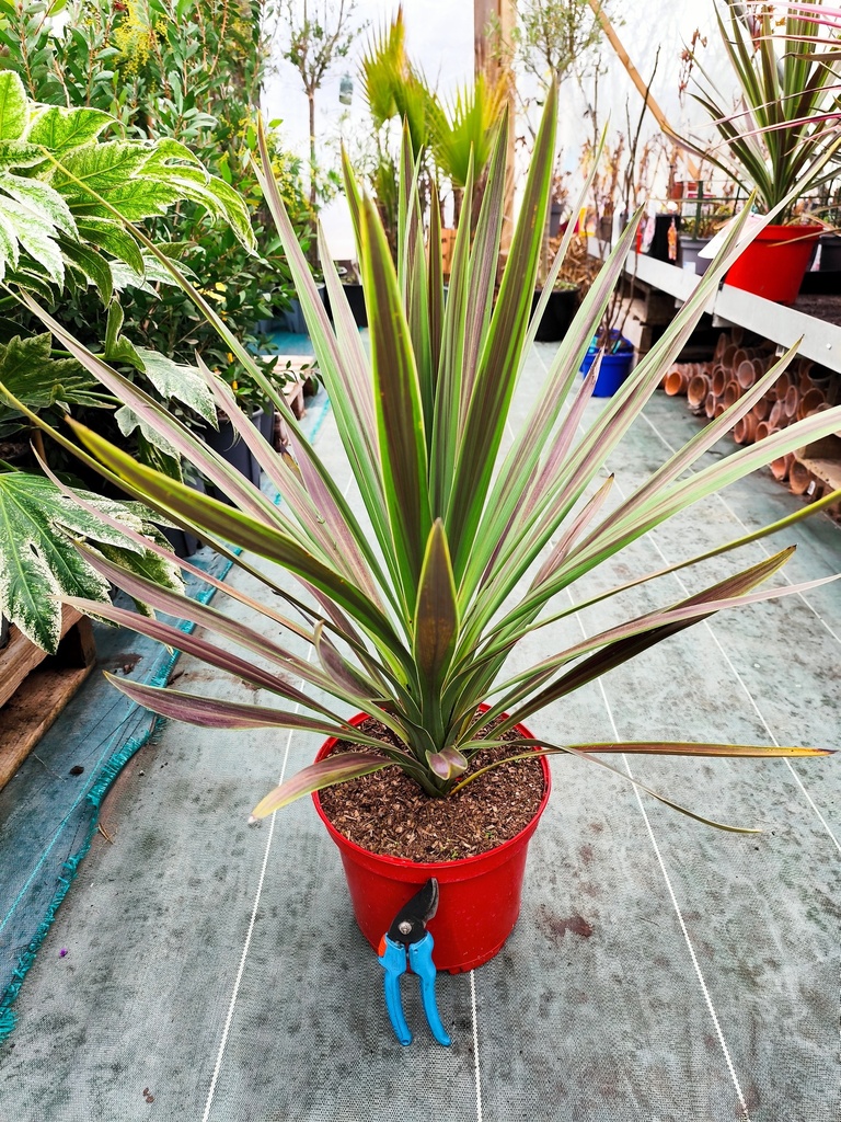 CORDYLINE australis Choc Mint 7.5L 