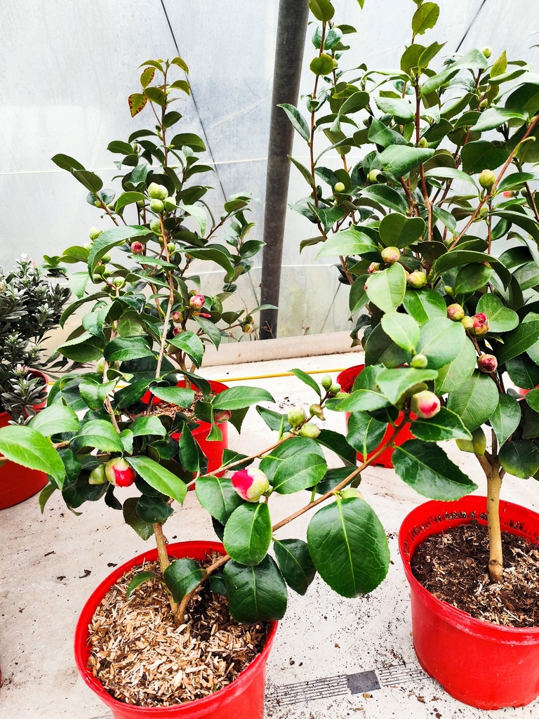 CAMELLIA Japonica 4L "Spring Formal rose" & "Kramer's Supreme rouge"