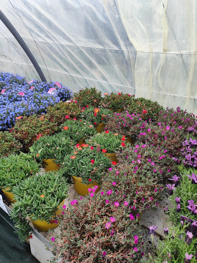 DELOSPERMA 3L - Pourpier de Cooper - Hot Pink - Scarlet fire - Ice Scream Purple