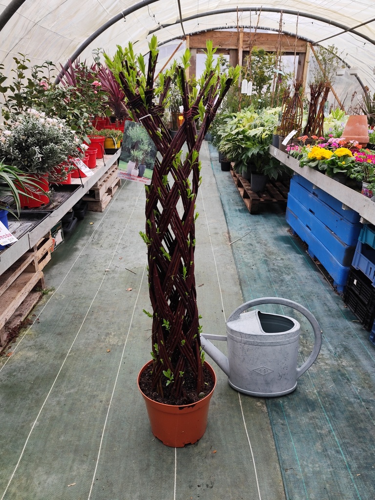 Saule Tresse - Salix Americana & Alba colonne 