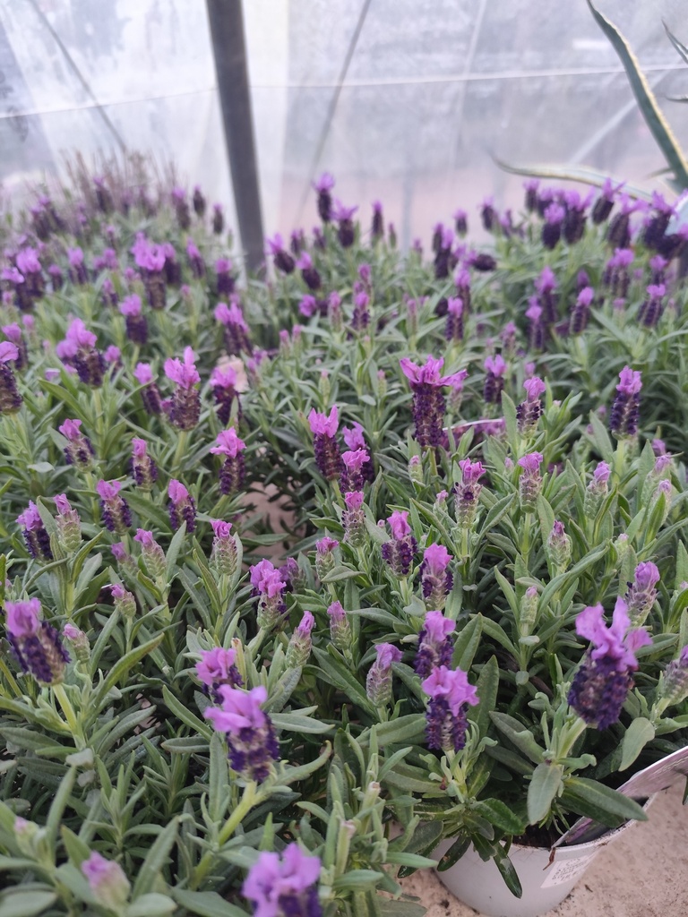 Lavande papillon - Lavandula stoechas