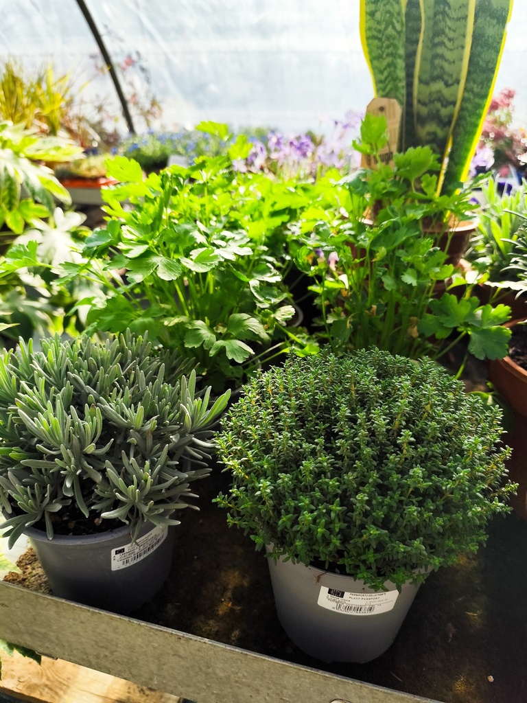 Plantes Aromatiques