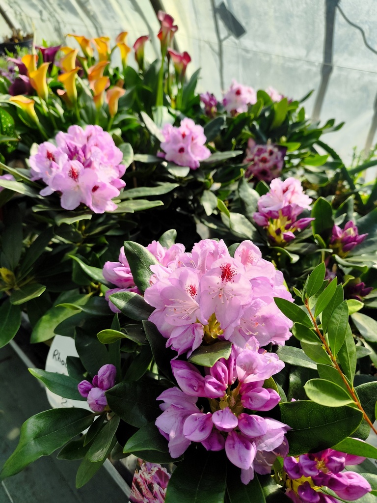 RHODODENDRON Blue Jay