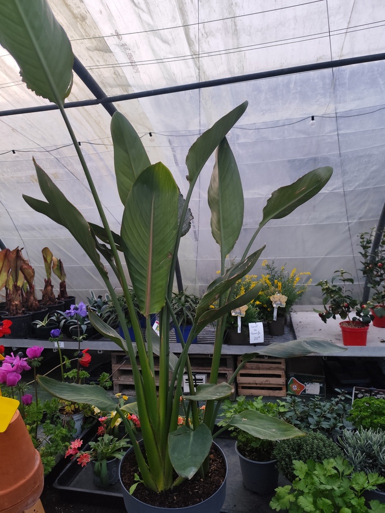 STRELITZIA Reginae 7L