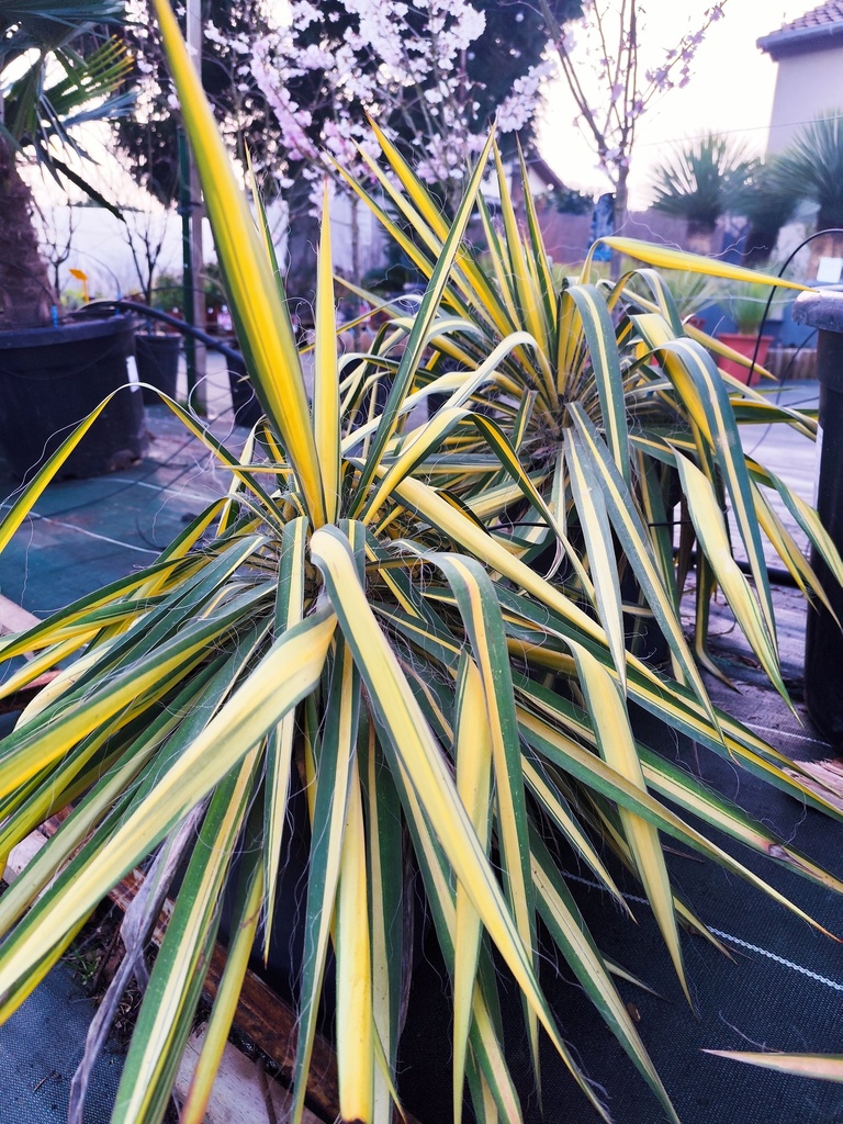 YUCCA Filamentosa color Guard 7L 