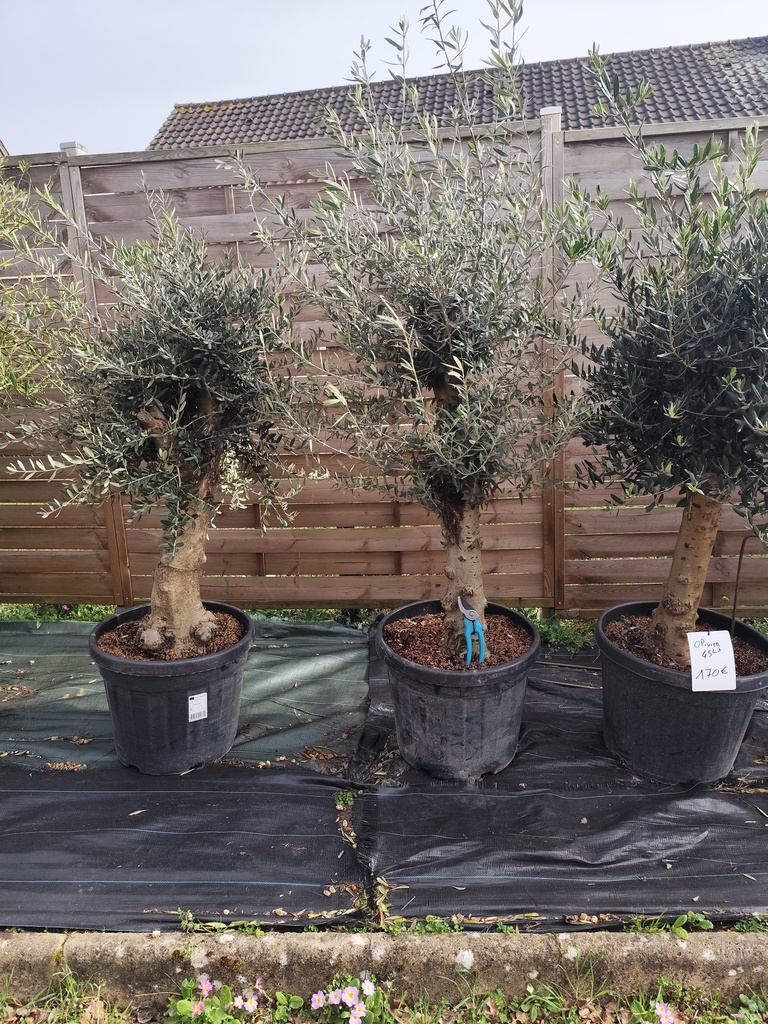 Olivier / OLEA Europaea 45L