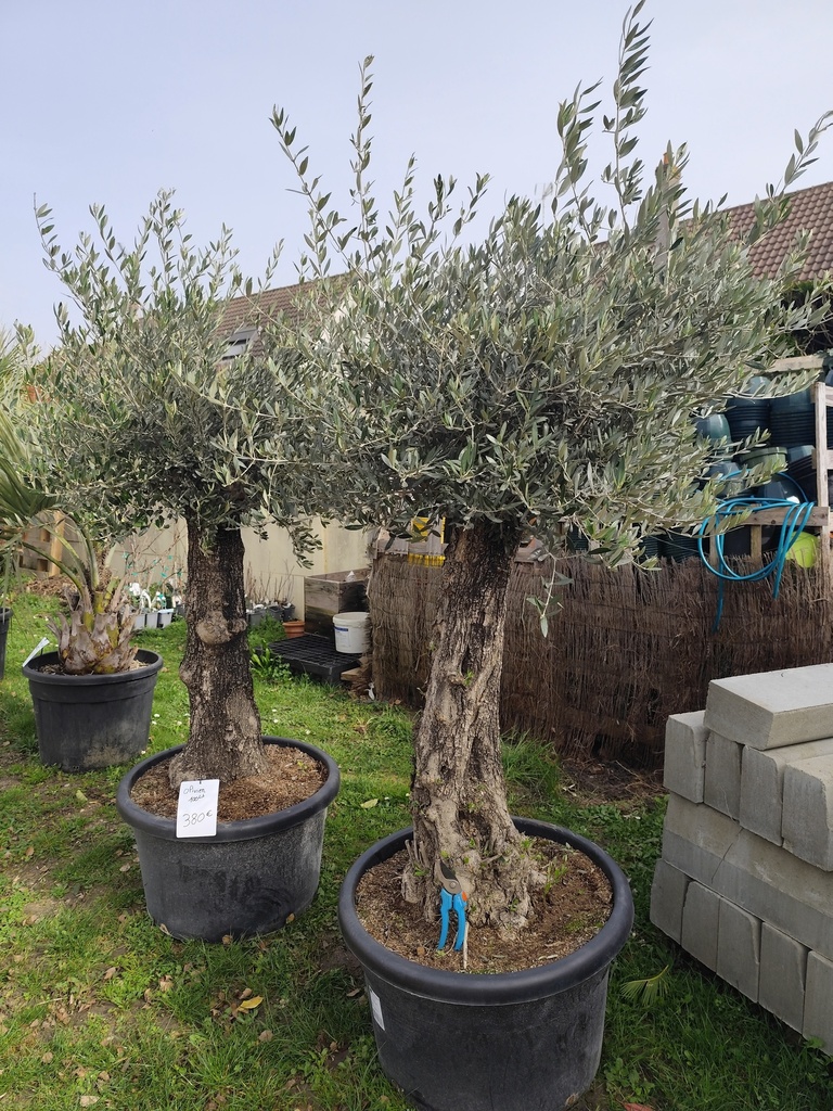 Olivier / OLEA Europaea picual minipata  100L