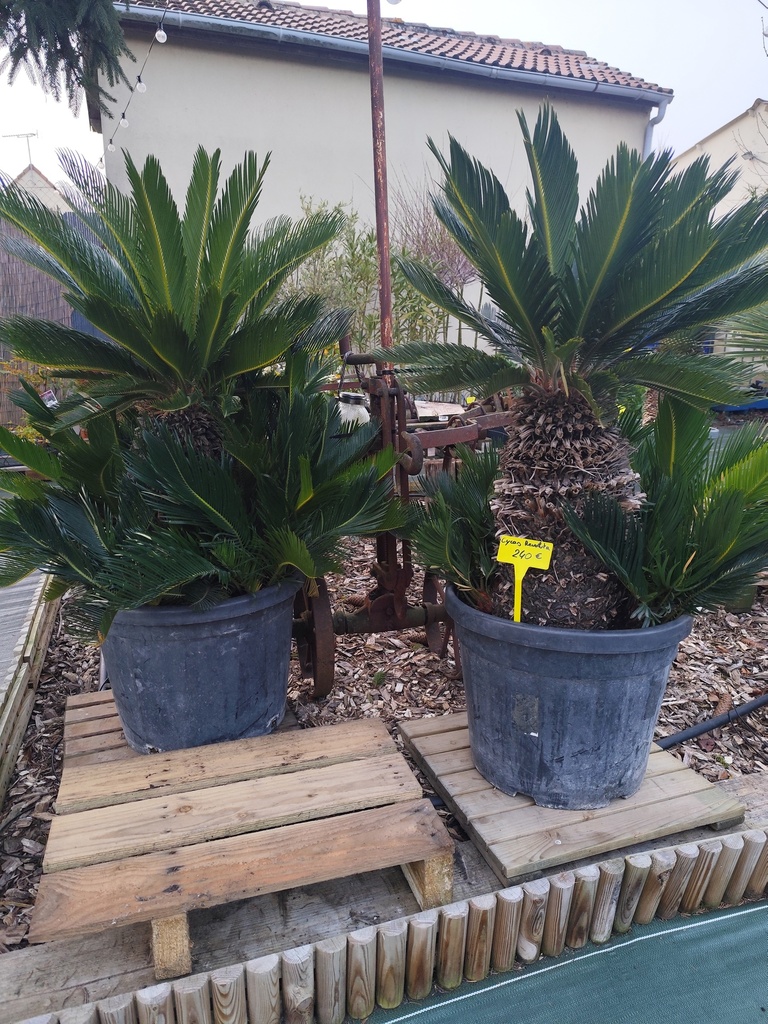 Cycas Revoluta 40/45L