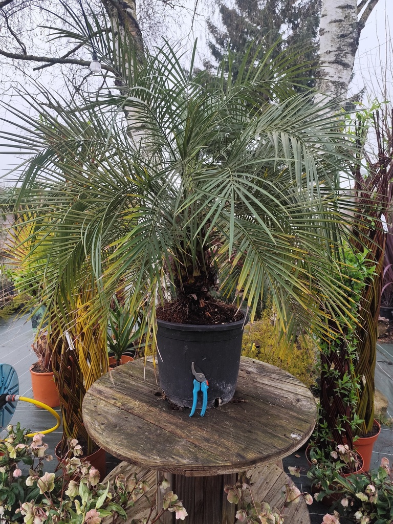 Phoenix roebelinii - Dattier du Mekong