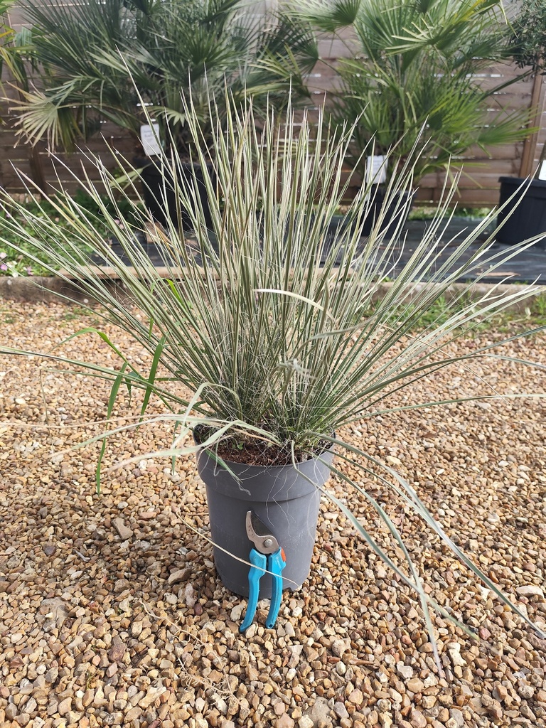 Yucca Elata 7L