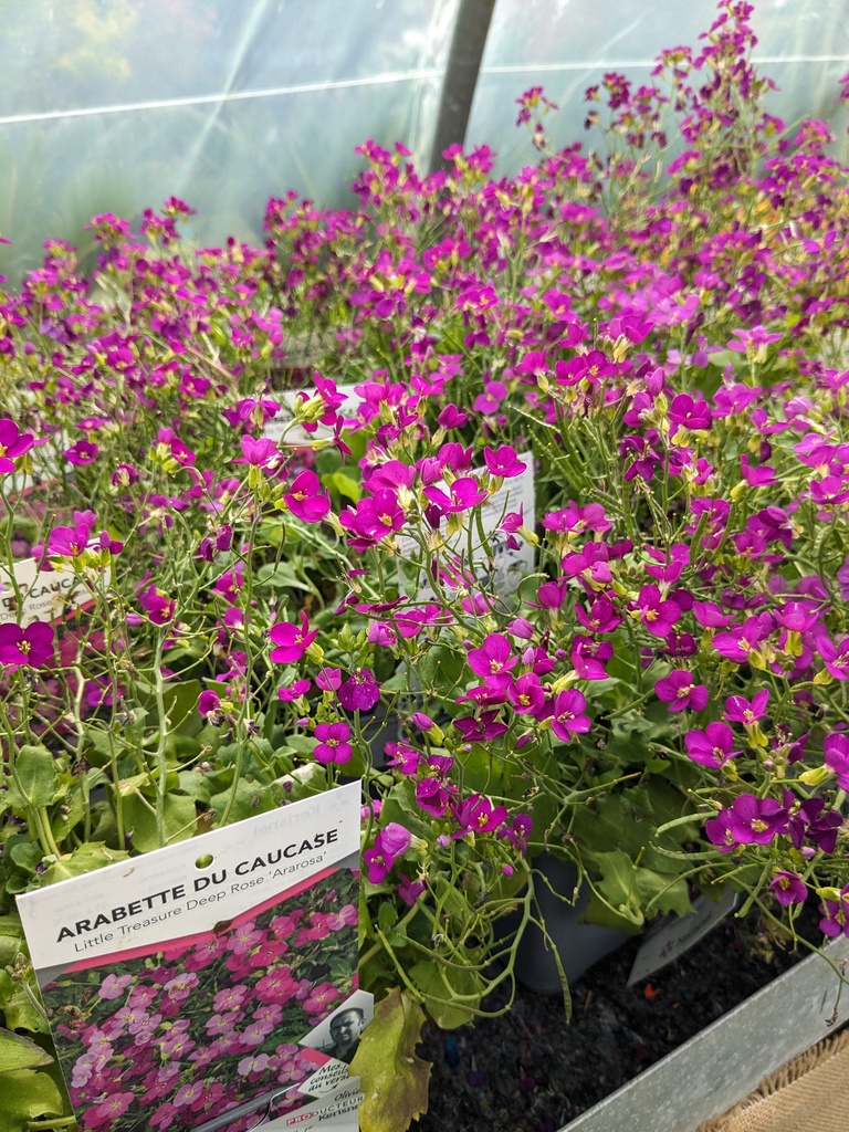 ARABIS caucasica Aubris deep rose C.1L