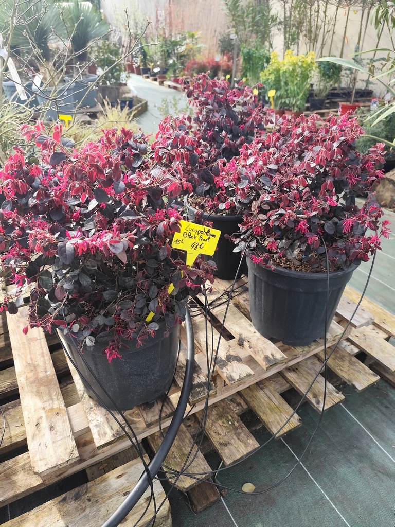 LOROPETALUM Chinensis Black Pearl 15L