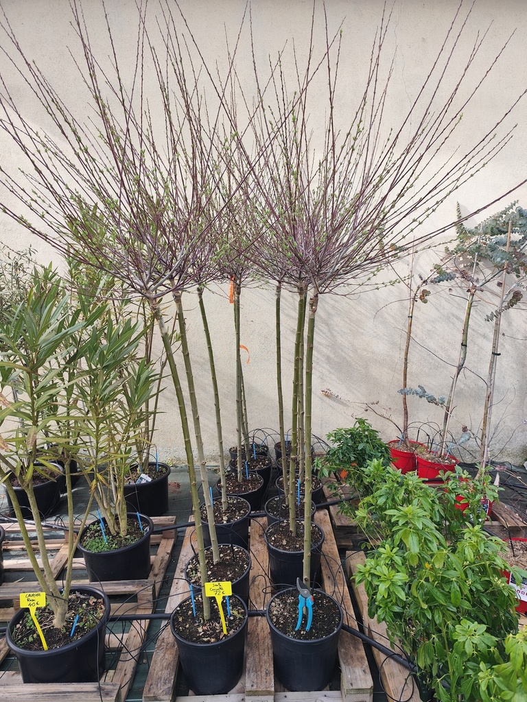 Saule crevette sur tige - Salix integra Hakuro Nishiki 15L