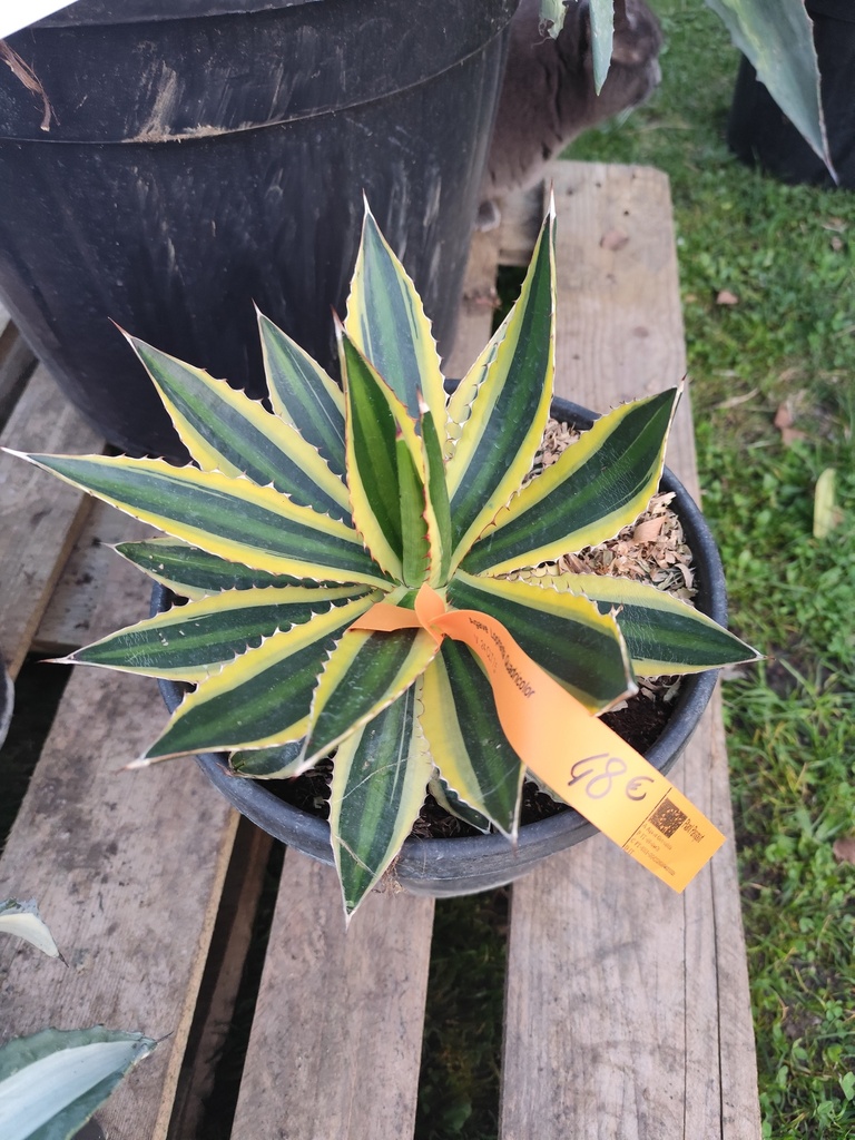 Agave Lophanta Quadricolor 7.5L
