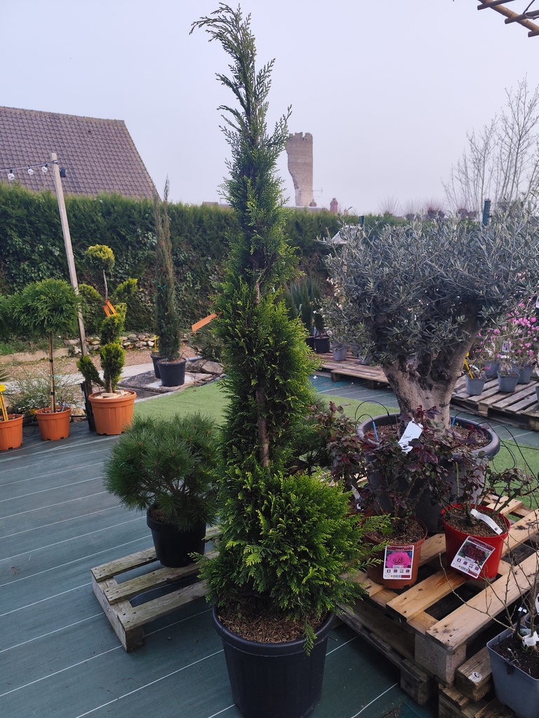 Cypres de Leyland - Cupressocyparis leylandii Pyramidalis Aurea spirale 35L 150/160