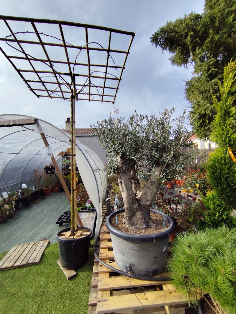 Murier stérile - Morus Platanifolia Fruitless + toit 45L