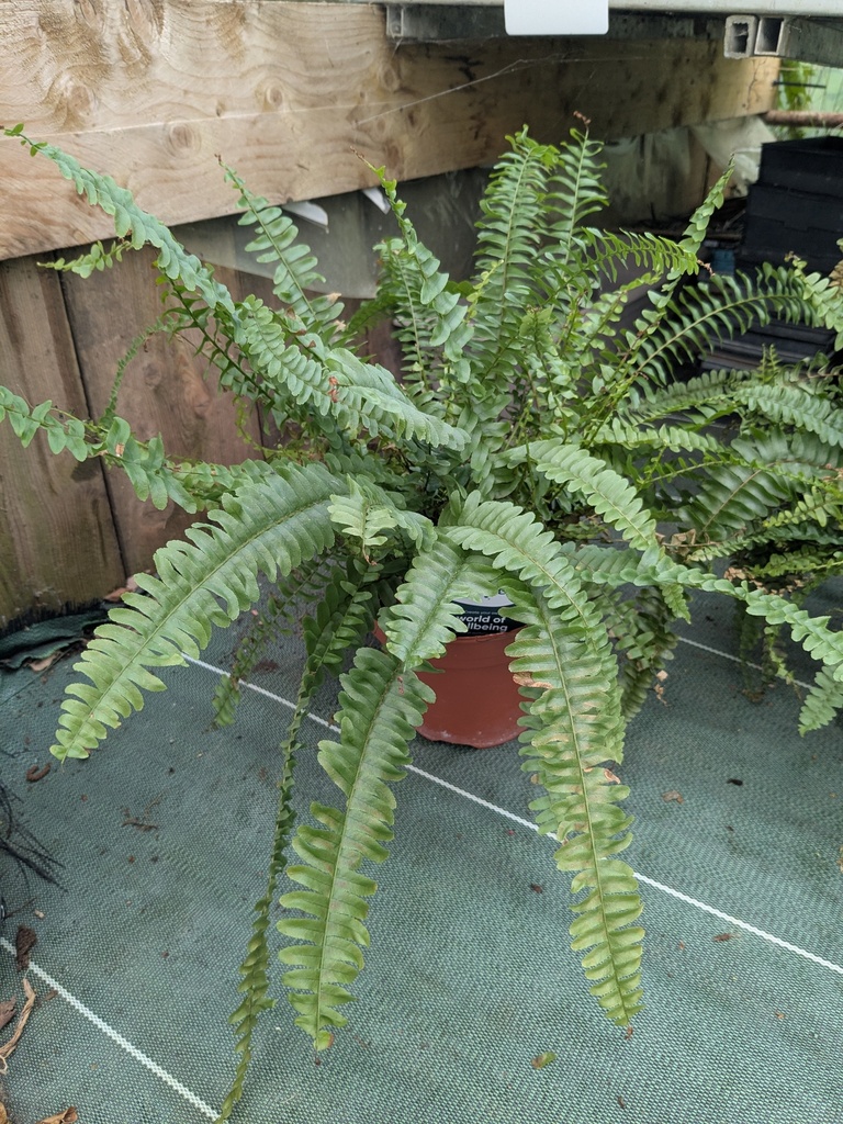 Nephrolepis exaltata green lady