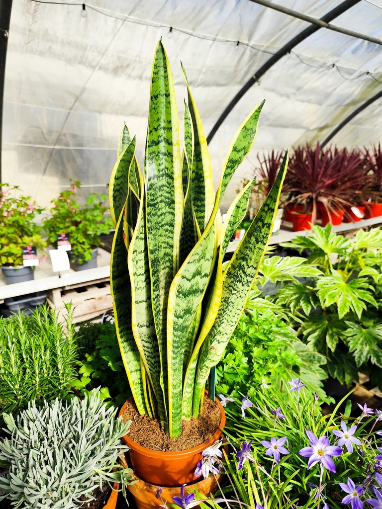 Sanseviera / langue de belle mère  D17 60/70cm