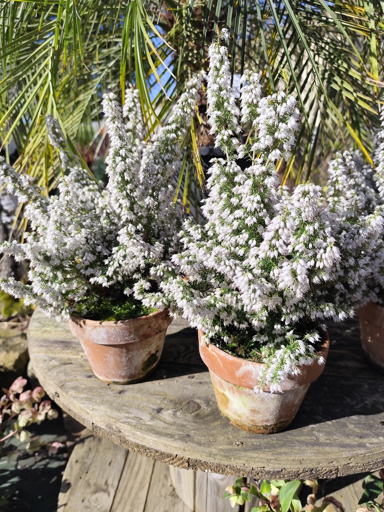 Erica mediterranea blanche D14 pot terre cuite