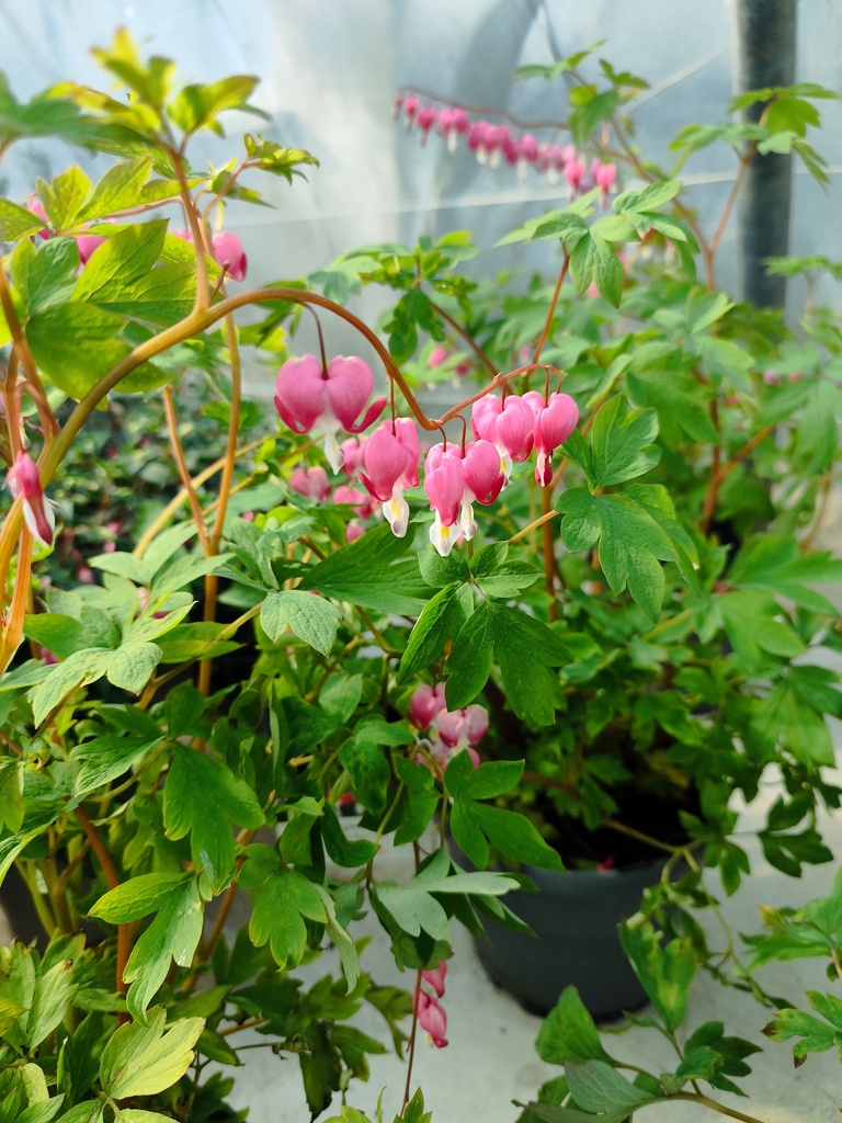 Coeur de Marie Rose - Dicentra spectabilis