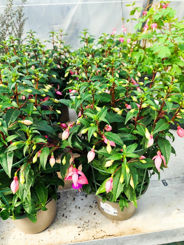 FUCHSIA Hybride D17