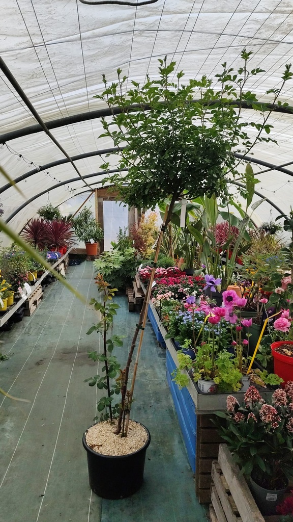 Rosier Rosenholm tige Pleureur 20L