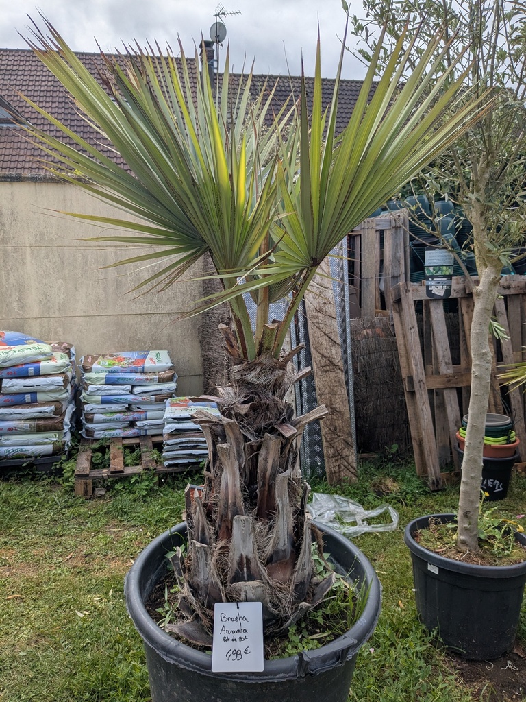 Braeha Armata Tronc 60 Pot de 90L 