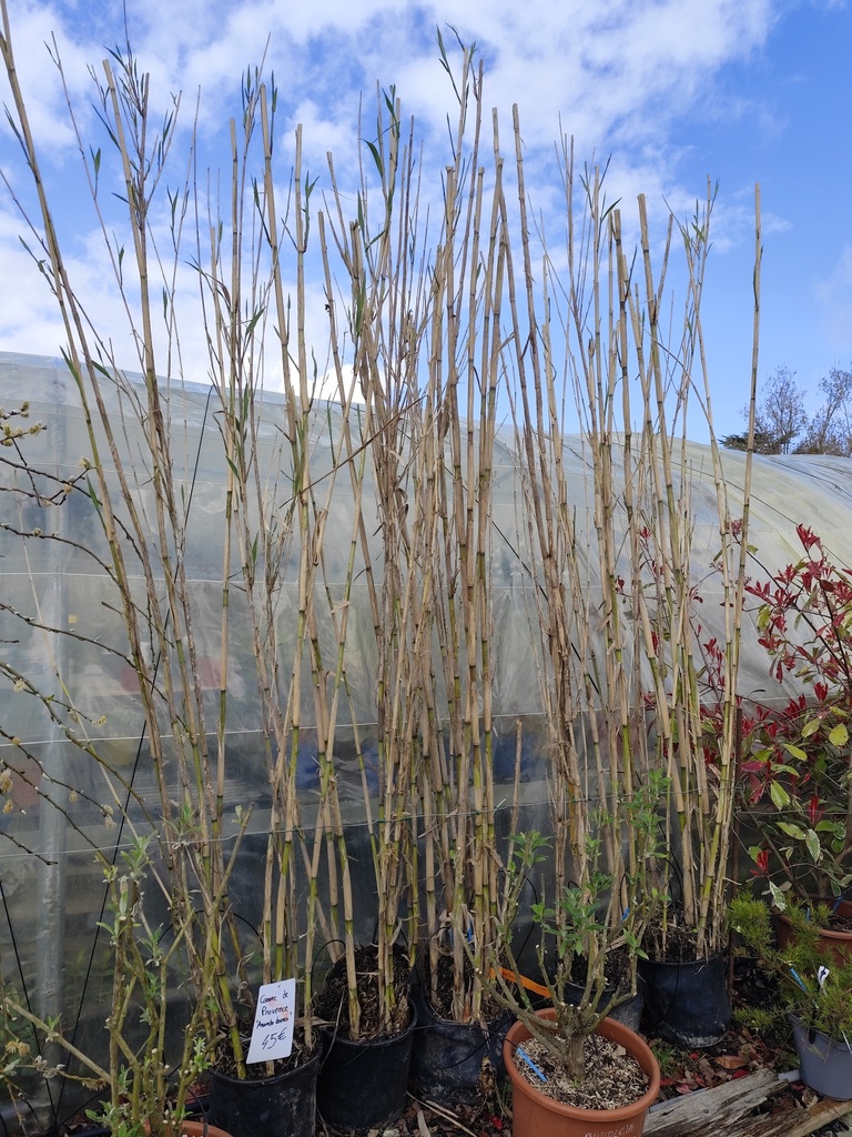 Arundo donax - Canne de Provence