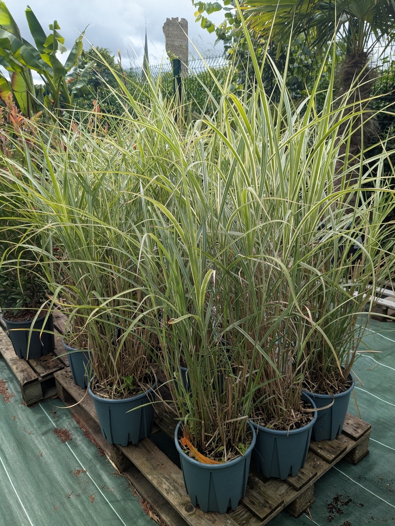 Miscanthus Sinensis Variegatus