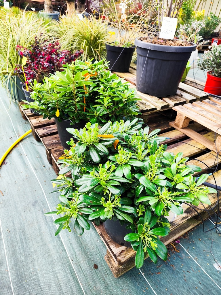 Pittosporum Tobira nanum 