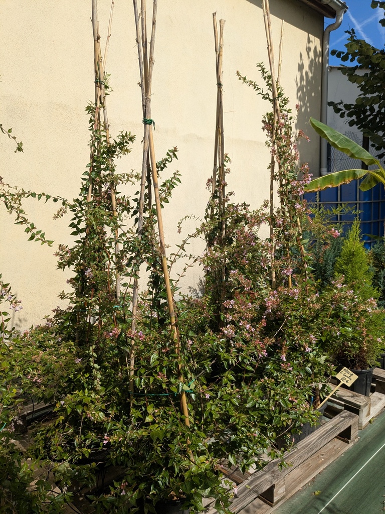  Abelia Edward Goucher tipi