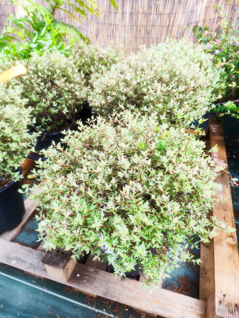  Abelia confetti variegata 10L
