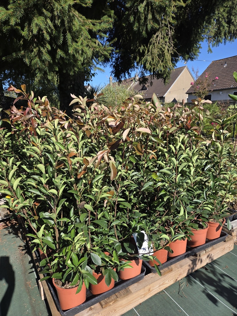 💥Offre Spécial💥 - Photinia Red Robin 80/90
