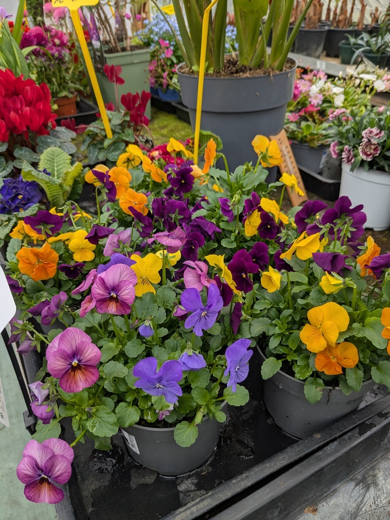 Viola tricolor