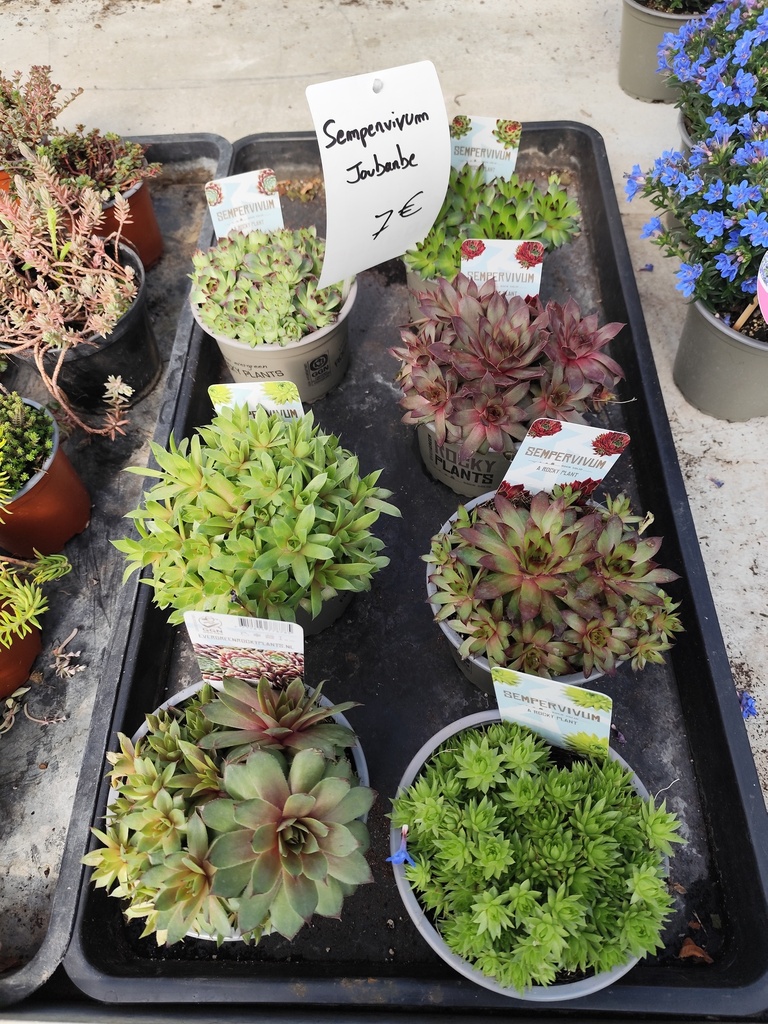 Sempervivum - Joubarbe d14