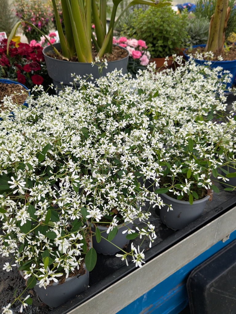 Euphorbe hyperricifolia 