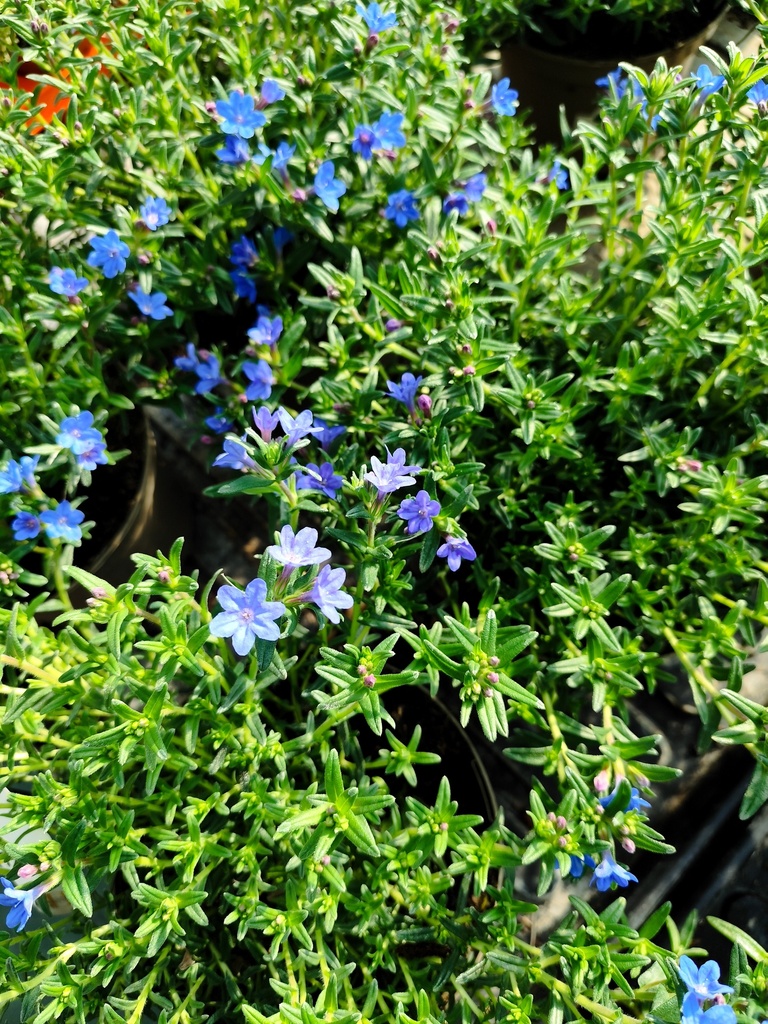Lithodora diffusa D14