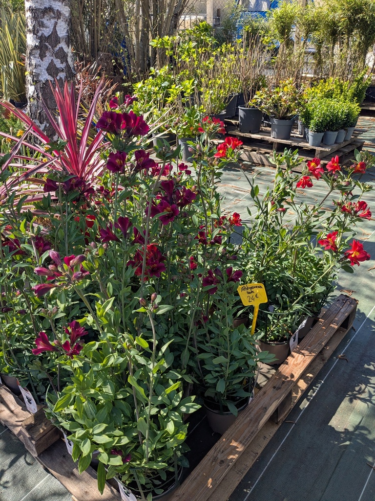 Lys des Incas (grande taille) - ALSTROEMERIA 