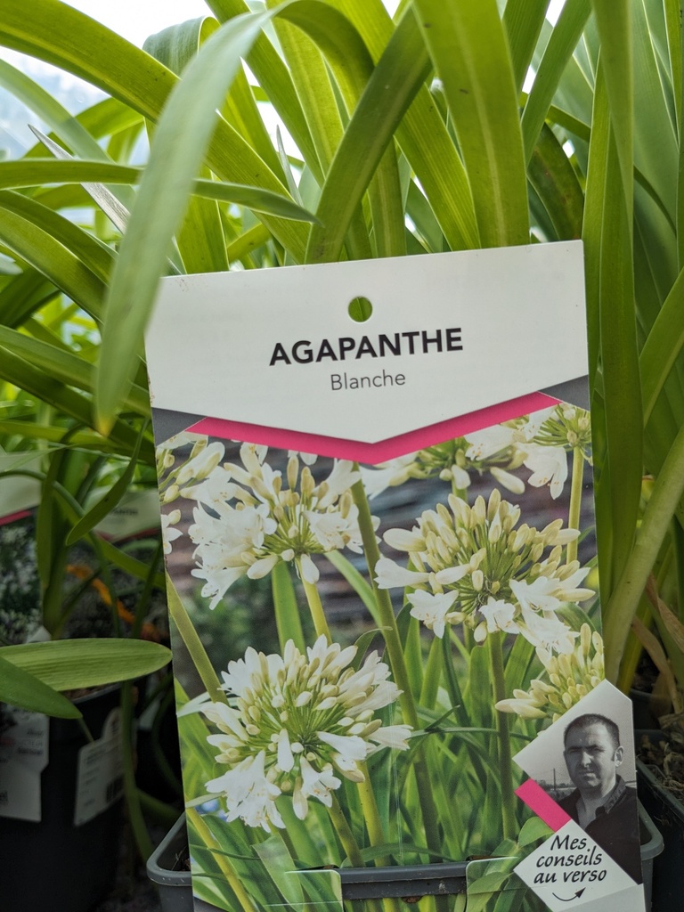 AGAPANTHUS africanus (blanc) C.1L