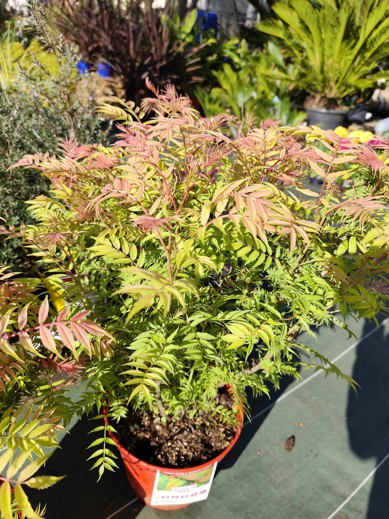 Sorbaria sorbifilia 4L