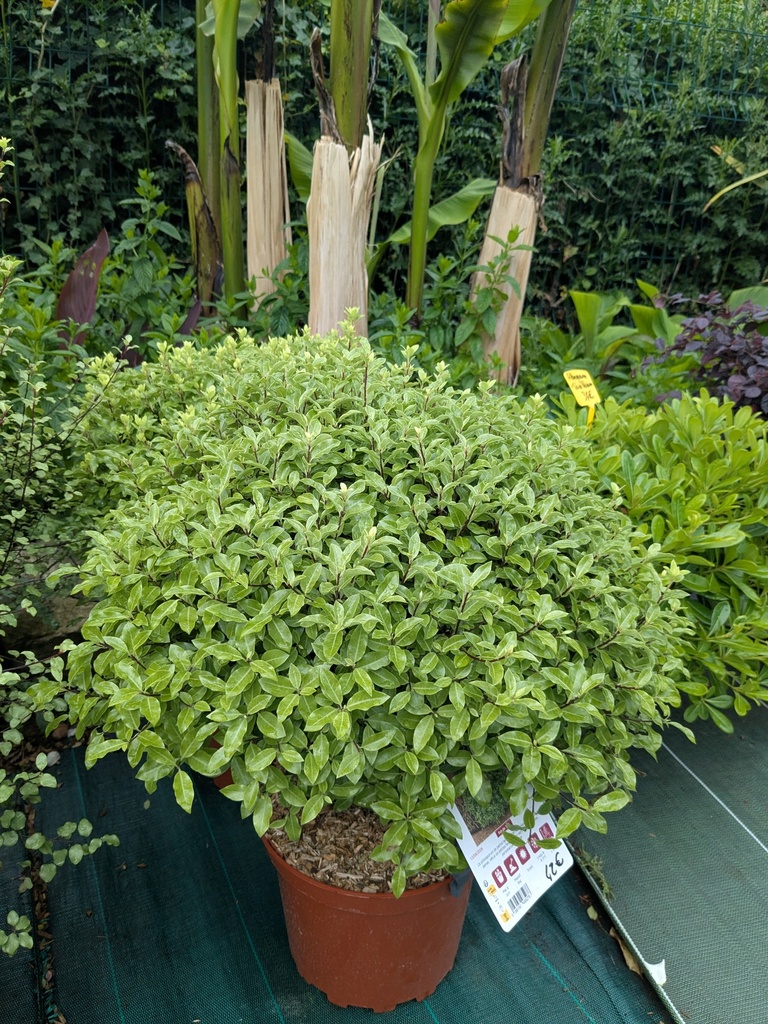 Pittosporum tenuifolium Midget 7,5L