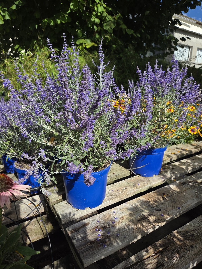 Perovskia Atriplicifolia 4L
