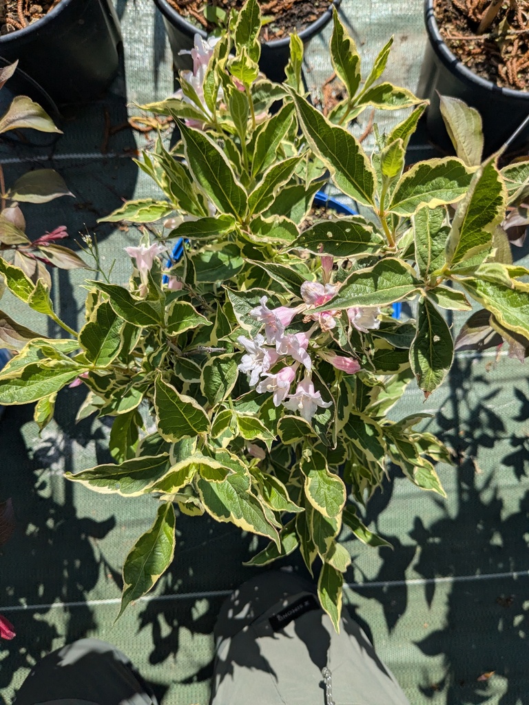 WEIGELIA florida Variegata 4L 