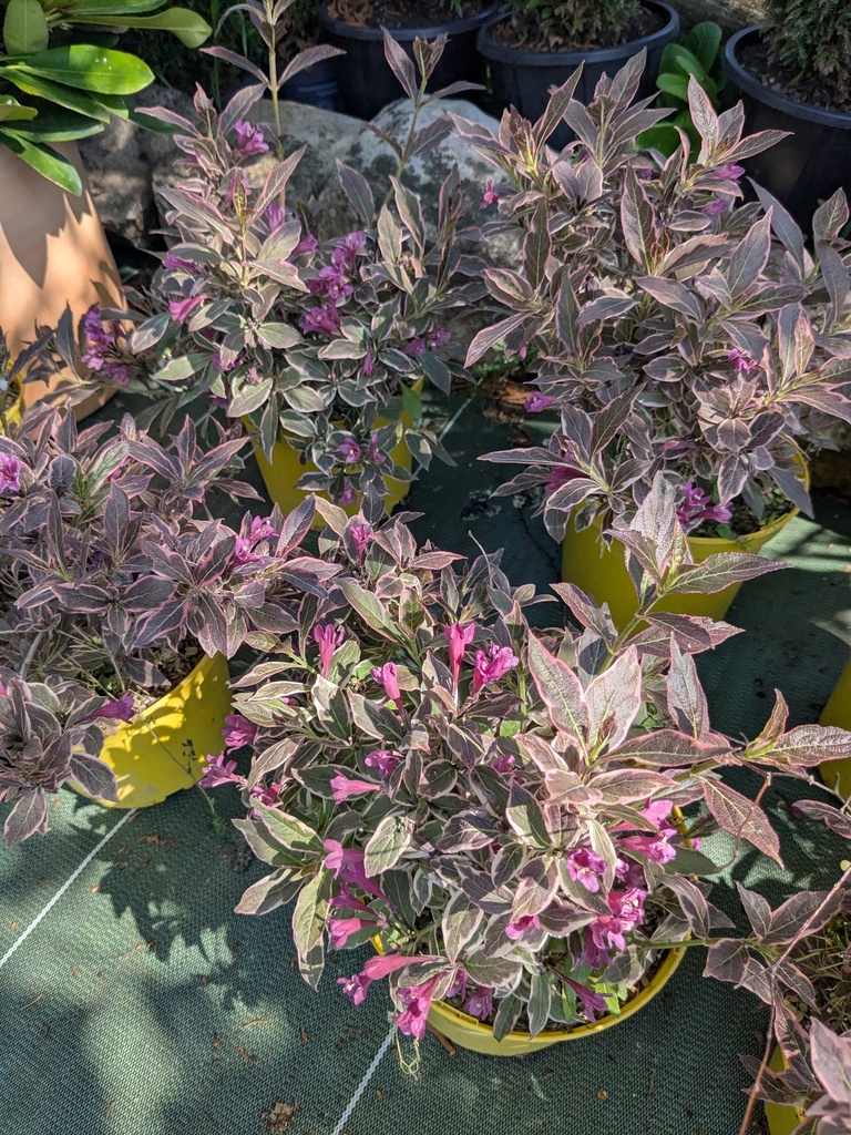 WEIGELIA florida Monet 4L  