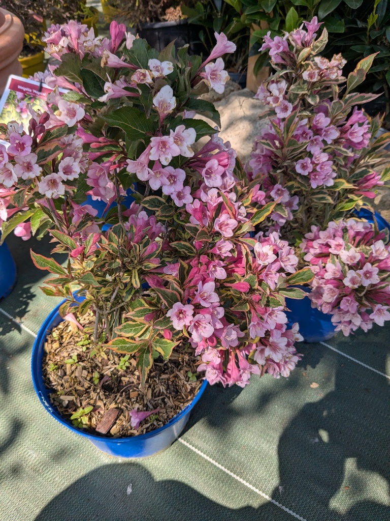 WEIGELIA florida Magical rainbow 4L