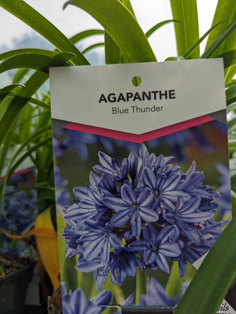 AGAPANTHUS x Blue thunder (bleu) C.1L