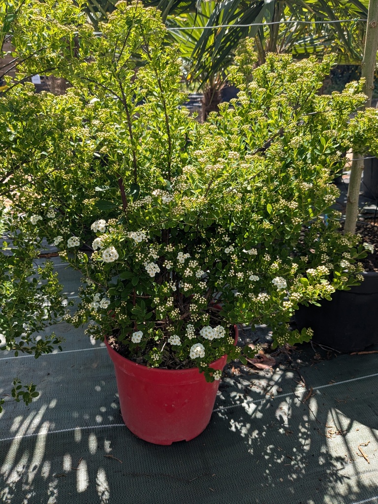 Spiraea nipponica Snowmound - Spirée japonaise